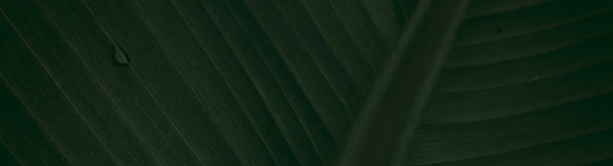 Close-up of a dark green leaf