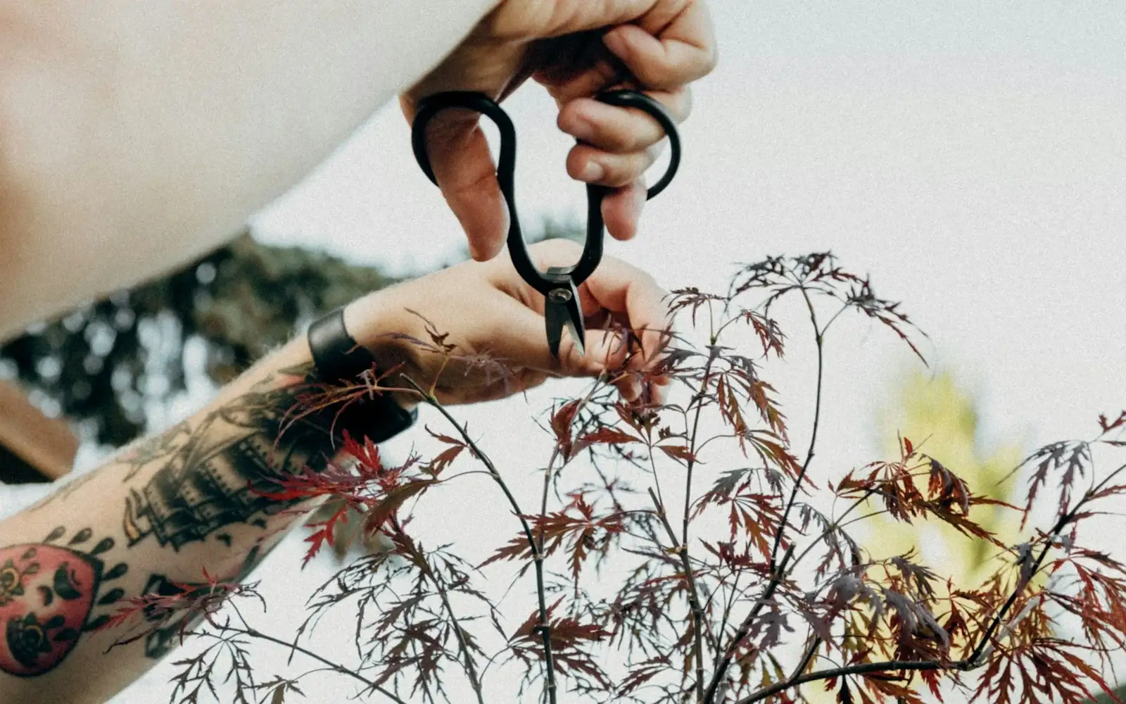 Hands pruning a bonsai tree with small scissors