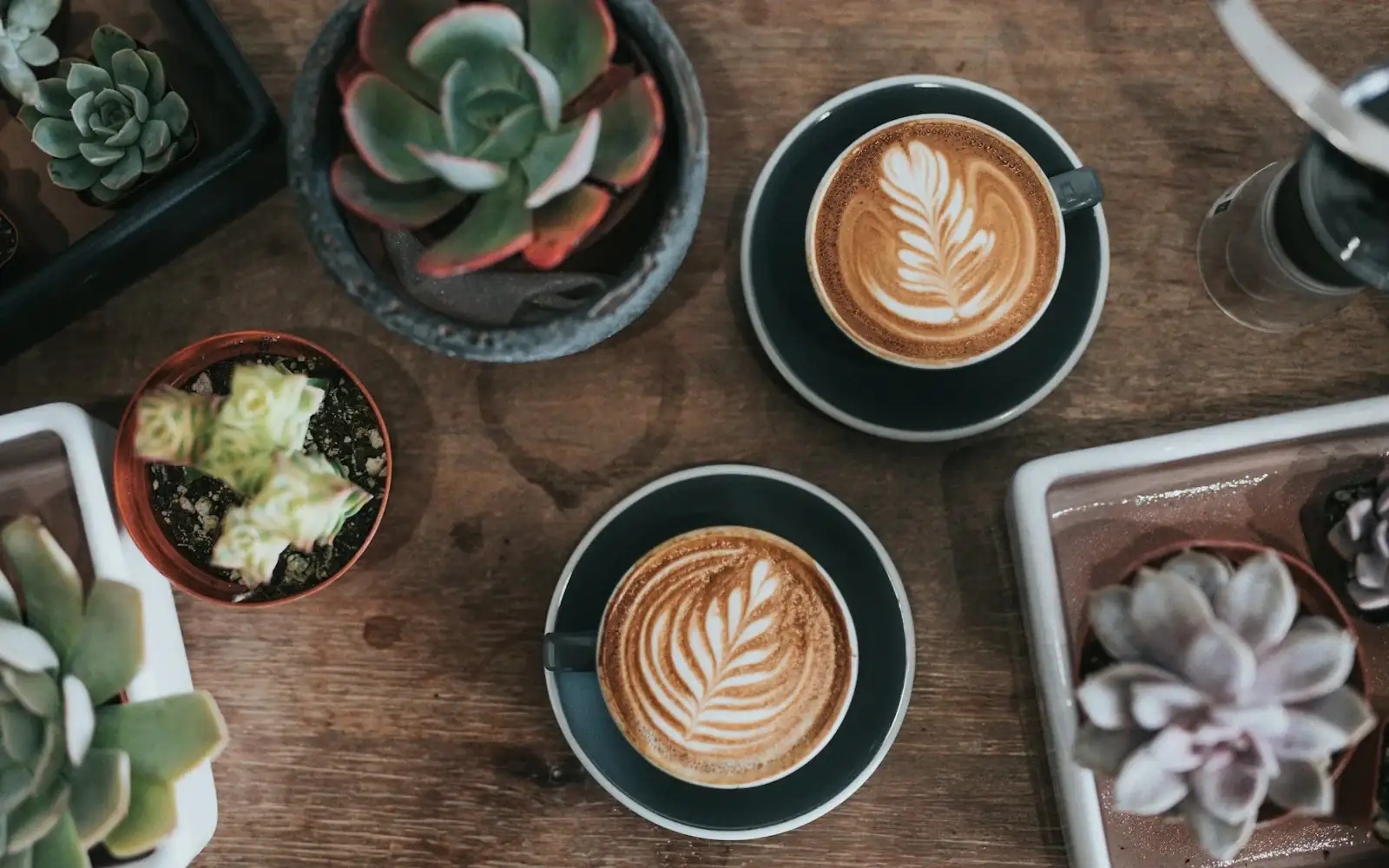 Coffee cups and succulent plants on a cafe table