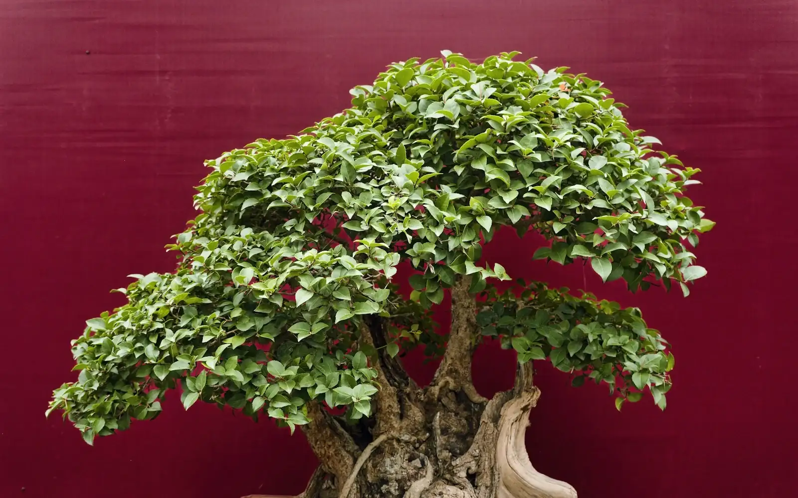 Lush green bonsai tree with a textured trunk