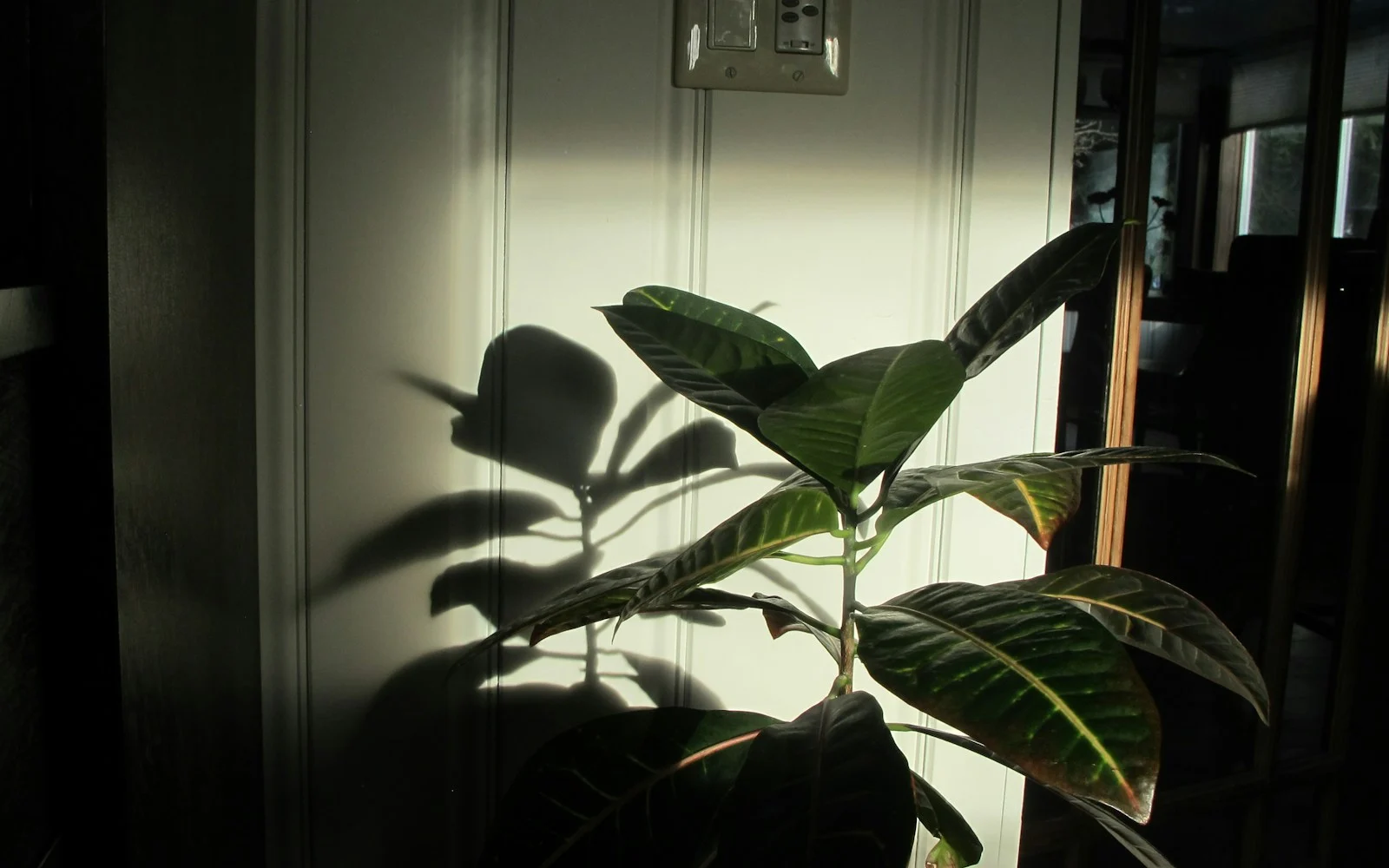 Houseplant in soft low light casting a shadow