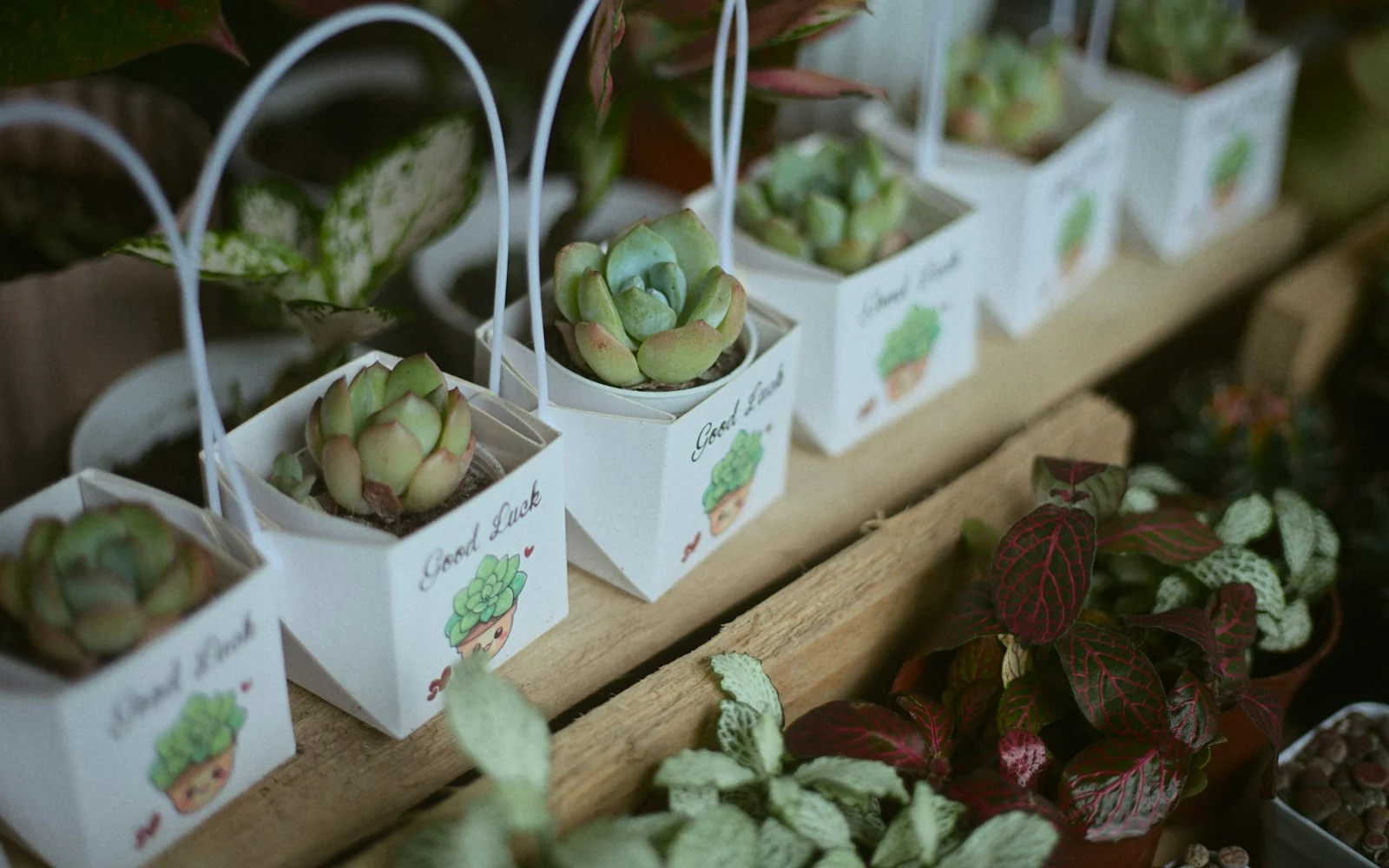 Small succulent plants in white paper gift boxes