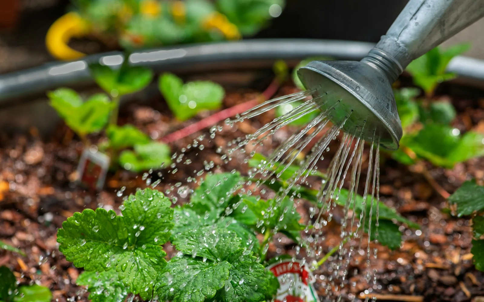 Watering plants with a watering can
