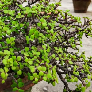 Dwarf jade plant with small round green leaves