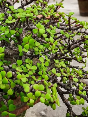 Dwarf Jade Plant Dwarf jade plant with small round green leaves