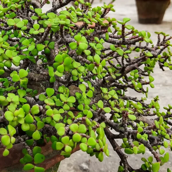 Dwarf jade plant with small round green leaves