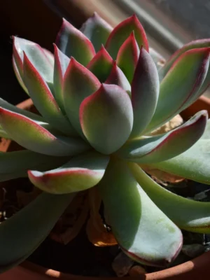 Echeveria Succulent Echeveria succulent rosette in a pot