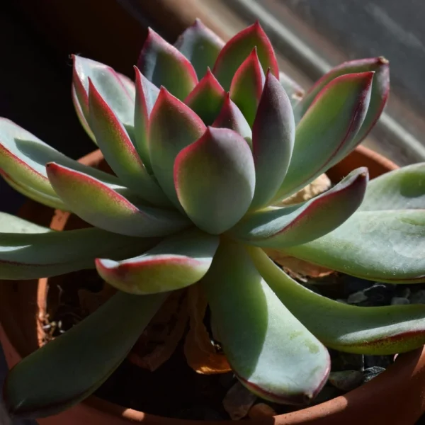 Echeveria Succulent Echeveria succulent rosette in a pot