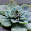Echeveria Succulent Close Up Close up of an echeveria succulent