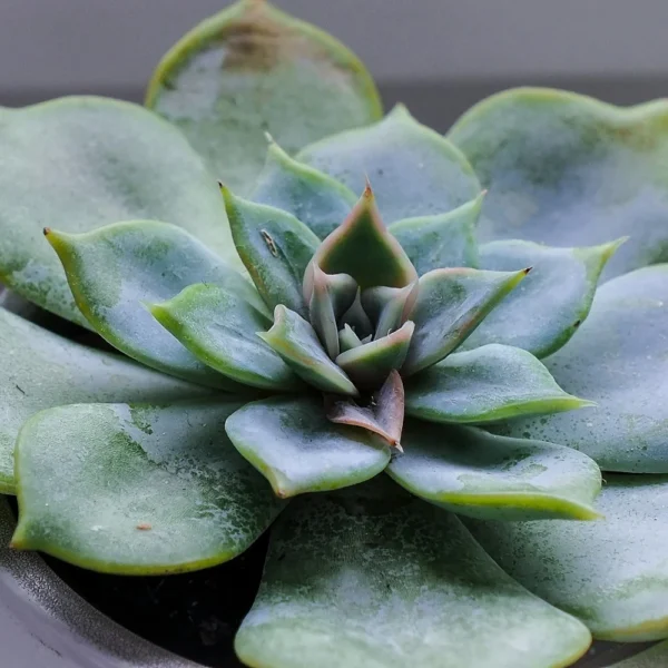 Echeveria Succulent Close Up Close up of an echeveria succulent