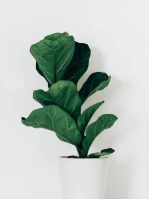 Fiddle Leaf Fig Fiddle leaf fig plant in a white pot