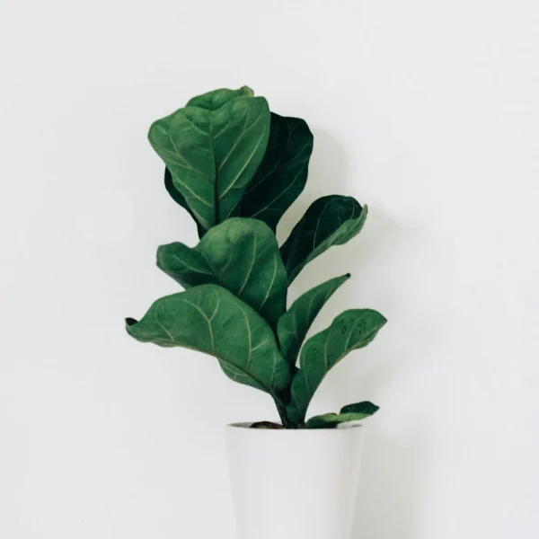 Fiddle leaf fig plant in a white pot