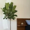 Tall fiddle leaf fig tree in a living room