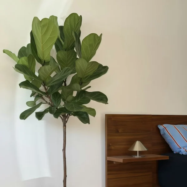 Tall fiddle leaf fig tree in a living room
