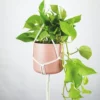 Golden pothos trailing from a hanging planter