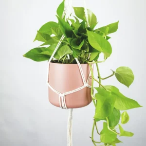 Golden pothos trailing from a hanging planter