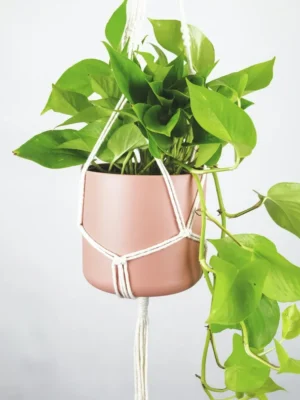 Golden Pothos Hanging Plant Golden pothos trailing from a hanging planter