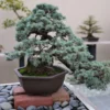 Juniper bonsai tree in a ceramic bonsai pot