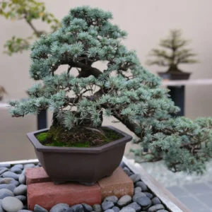 Juniper bonsai tree in a ceramic bonsai pot