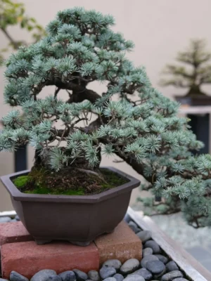 Juniper Bonsai Tree Juniper bonsai tree in a ceramic bonsai pot