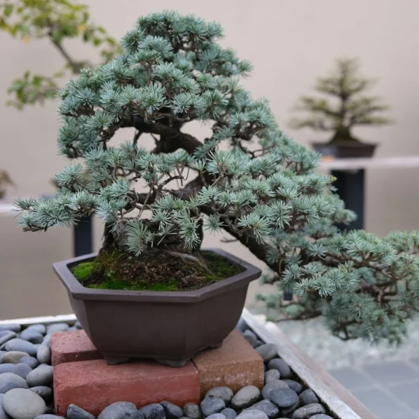 Juniper bonsai tree in a ceramic bonsai pot