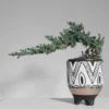 Cascading juniper bonsai in a patterned pot