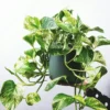 Variegated pothos plant in a pot