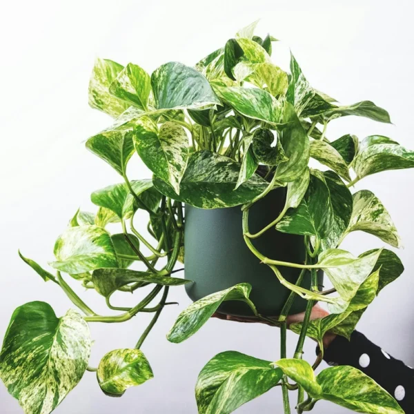 Variegated pothos plant in a pot