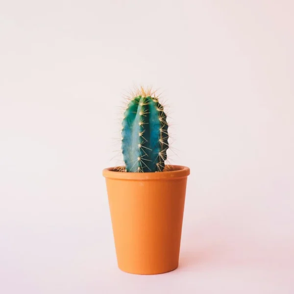 Green cactus in an orange pot