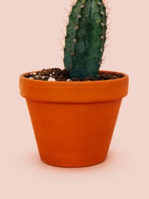 Mini Cactus Terracotta Pot Small green cactus in a terracotta pot