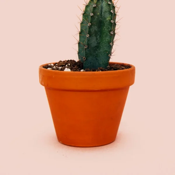 Small green cactus in a terracotta pot