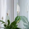Peace lily with white flowers in front of a window
