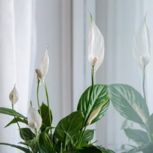 Peace lily with white flowers in front of a window