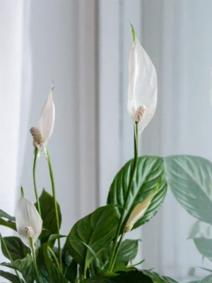Peace Lily Peace lily with white flowers in front of a window