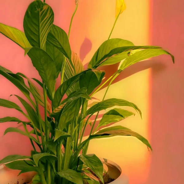 Peace lily plant with green leaves and white flowers