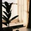 Rubber plant by a sunny window