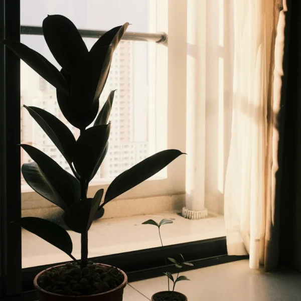 Rubber plant by a sunny window