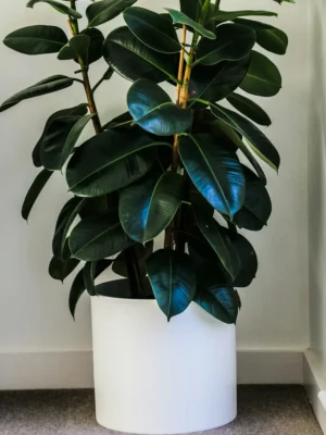 Rubber Plant Ficus Elastica Rubber plant Ficus elastica with glossy dark leaves in a white pot