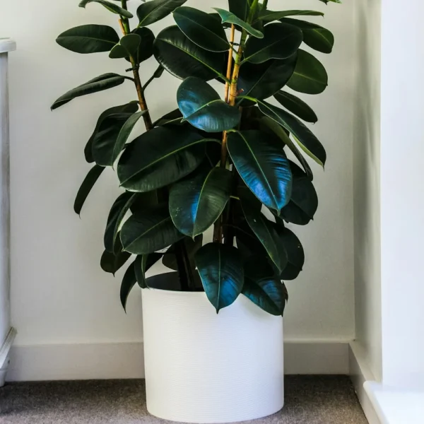 Rubber plant Ficus elastica with glossy dark leaves in a white pot