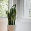 Snake plant in a white pot on a wooden plant stand