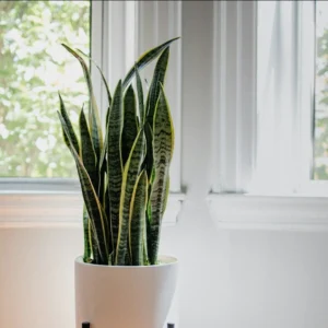 Snake plant in a white pot on a wooden plant stand