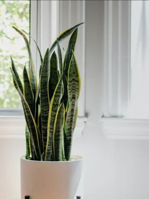 Snake Plant On Stand Snake plant in a white pot on a wooden plant stand