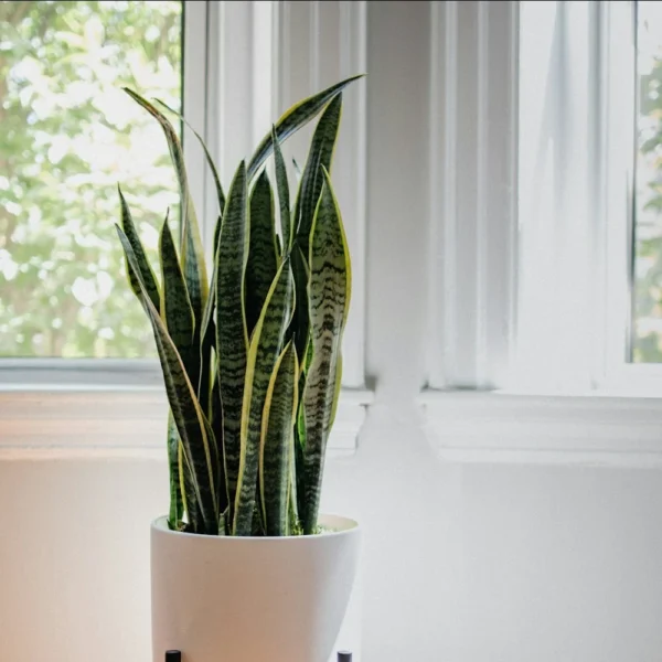 Snake plant in a white pot on a wooden plant stand