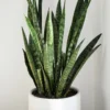 Snake plant Sansevieria leaves in a white pot