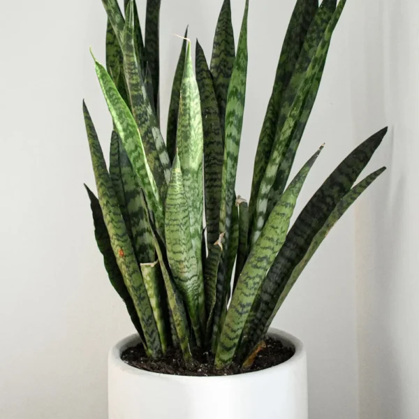 Snake plant Sansevieria leaves in a white pot