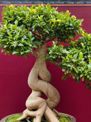 Twisted Trunk Ficus Bonsai Twisted trunk ficus bonsai with green leaves