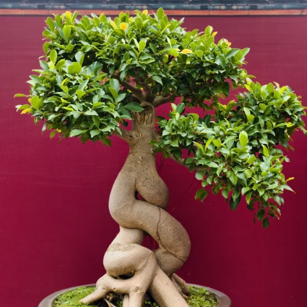Twisted trunk ficus bonsai with green leaves