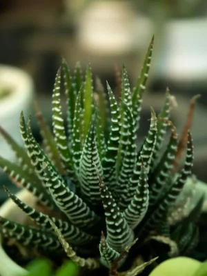 Zebra Haworthia Zebra haworthia succulent with white striped leaves