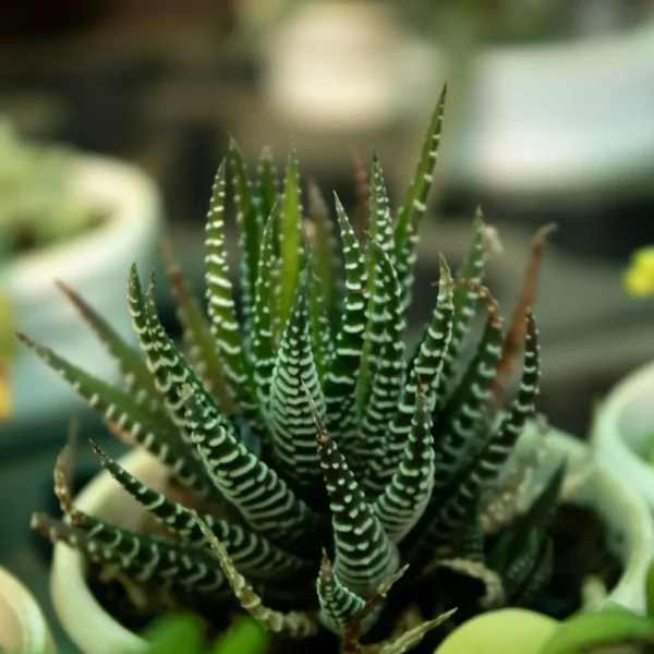 Zebra haworthia succulent with white striped leaves