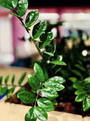 Zz Plant Zamioculcas ZZ plant Zamioculcas with glossy green leaves in a wooden planter
